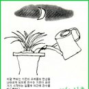 한국춘란의 오월(05월)달 관리배양(737) 이미지