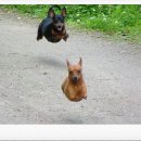 멍멍아 야옹 이미지