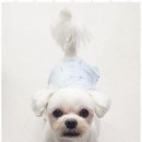 아임댕댕 이미지