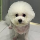고려동물병원 미용실 이미지
