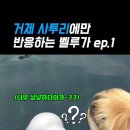 벨루가