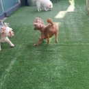 지지밍고 이미지