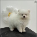 동행 애견 돌봄 센터 김포점 이미지