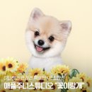 꽃보다 개 | 청주 강아지사진 반려견사진 잘찍는곳 &#34;애플주니스튜디오&#34; 꽃이랑개 촬영후기