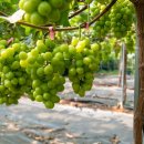 꿈꾸는농장 이미지