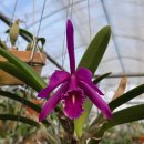 Cattleya maxima rubra 'Natural World' JC/AOS ×Self(왜성종) 이미지