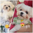 개린이미용실 | 망한 셀프미용 수습! 6개월 강아지 말티즈 둥이의 첫 배냇미용 후기