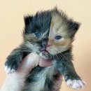 살구라는 이름의 고양이