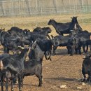 가평흑염소농장 이미지