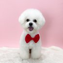 쿨독펫샵 이미지