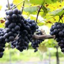 영동1번지 이미지