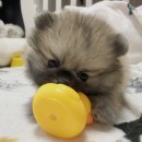 뽀시래기 이미지