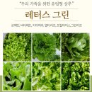 유러피안 채소 신선하고 빠른 배송 저렴한 다이어트 식단 샐러드 내돈내산 레터스그린 후기