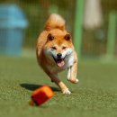 스튜디오독스