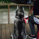 유어펫 살롱 이미지