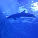 장생포고래로 이미지