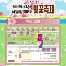 인보마을 | 부산 대저생태공원 벚꽃 개화 상태 (지금 만개 직전 + 축제 일정 총정리)