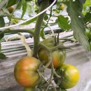 상영농장 이미지