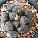 김해농장 이미지