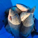 대물낚시터 이미지