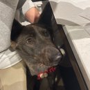 명품켄넬 | 홍천 소노펫 비발디파크 반려동물 동반가능 식당 ‘식객’ 펫존 후기