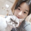 민트도그 이미지