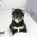 ShibainuKorea 네이버블로그