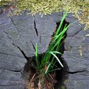 그루터기 이미지