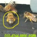 소담꽃향기 이미지