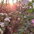 낭도 꿈뜰펜션 이미지