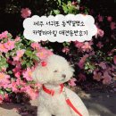 서귀포보건소 | 제주 서귀포 동백꽃명소 카멜리아힐 애견동반후기