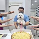 잘하는 동물메디컬센터 | 울산강아지건강검진 적절한 주기 잘하는 이 추천해 드릴게요