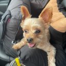 현대기아로 | 240818 여행중 우연히 간 애견카페 "댕코리아" 만족 후기