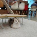 고양이별캣카페 이미지