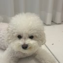 피그랑동물병원 | 강아지구강영양제 동물병원에서 판매하는 제리스타일스 후기