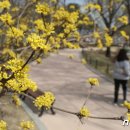 산수유 이미지