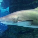 코엑스아쿠아리움 이미지