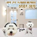 찰리애견미용샵 | 평택 고덕 프리미엄 애견미용샵 추천 | 살롱 드 몽뚜 후기