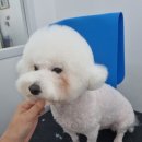 bbodog(뽀독) 이미지