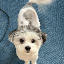 (주)아이게이밍소프트 | 기호성 좋은 강아지 사료 꾹펫 알러지케어 소프트사료 관절건강 양고기 후기