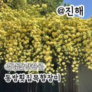 동방횟집 | 경남갈만한곳 진해 목향장미 명소 동방횟집 실시간