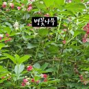 숲속의아침(선유원) 이미지