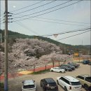 레오808