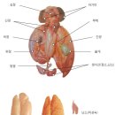 복어의 부위별 독성 이미지