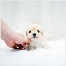 더독스 강아지분양 서울 이미지