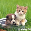 개와고양이 이미지
