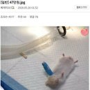 깁스 이미지