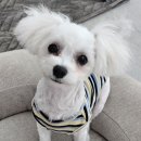 순수하개 이미지