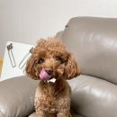 댕댕얌얌 이미지