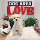 도그아레아 이미지